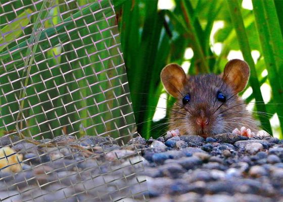 Dauerhafte Korrosionsbeständige Edelstahlgeschweißte Netze gegen Nagetiere
