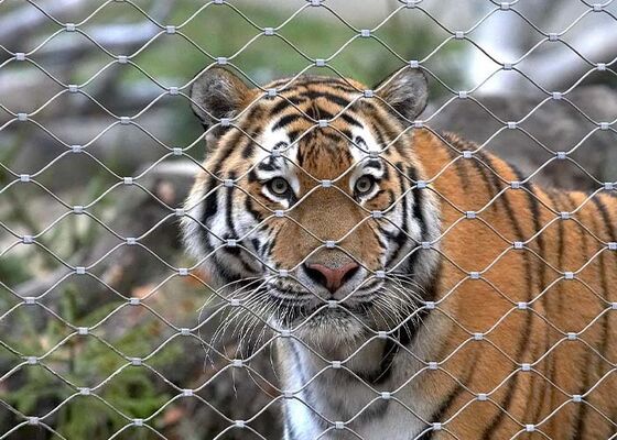 Edelstahlseilnetz Zoozaun – Hohe Sicherheit und Ästhetik