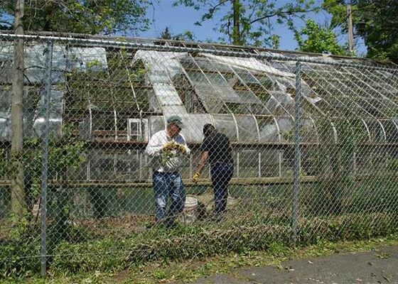 Maschendrahtzaun verhindert den Zugang von Schädlingen und Vögeln zum Gewächshaus